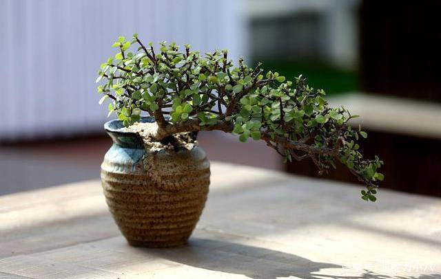 怎么养金枝玉叶老桩 59980be79d754c96a36af03c0b9aa413.jpeg