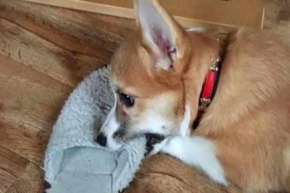 因为柯基沉迷拆家致敬二哈,铲屎官愁白头发,学会这三招让狗狗变乖巧