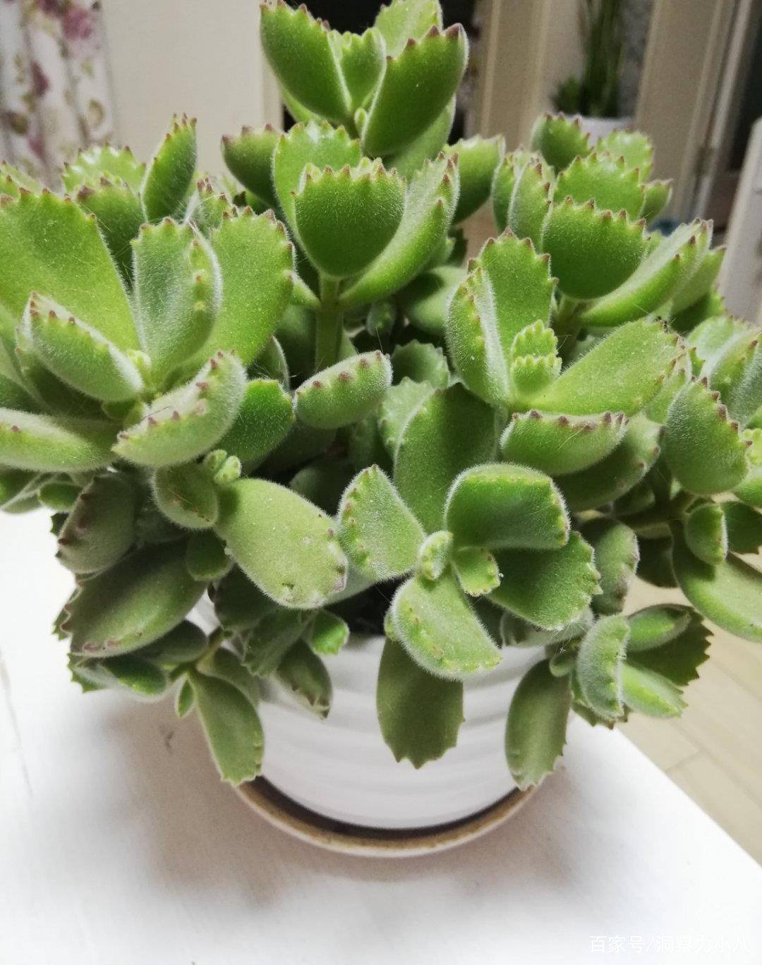 多肉怎么养爆崽 61be9d4c872a43bea5b9f37640e88860.jpeg