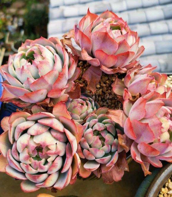 多肉怎么养才会越来越红 66671a6827944669a9292a1ef720535a.jpeg