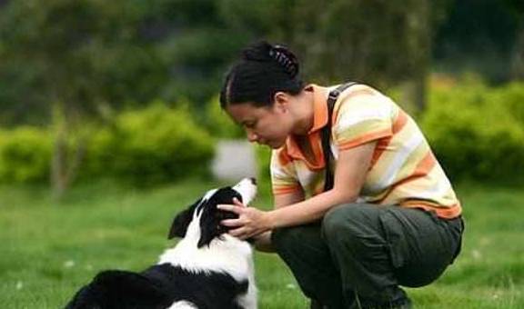 智商|边境牧羊犬虽聪明，但是训练，也要遵循这5个点！
