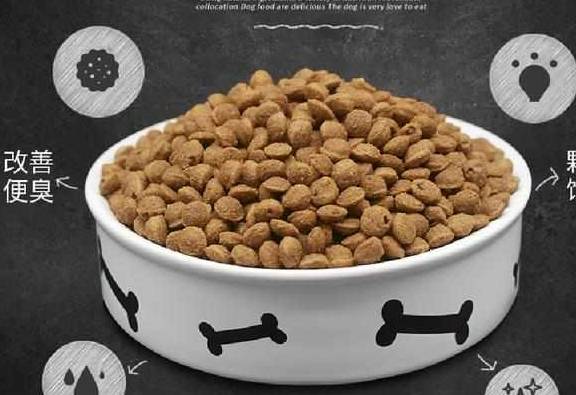 智商|边境牧羊犬虽聪明，但是训练，也要遵循这5个点！