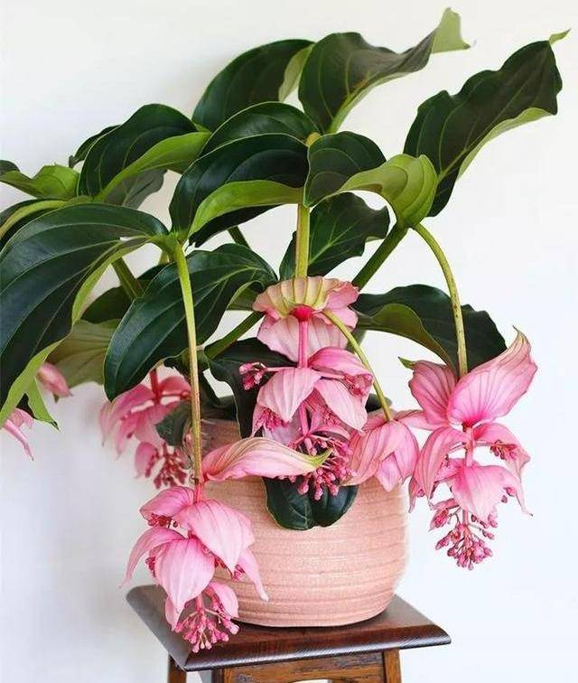 适合家里养的大叶花 c493e9553da14e0e8f953c32febdca36.jpeg