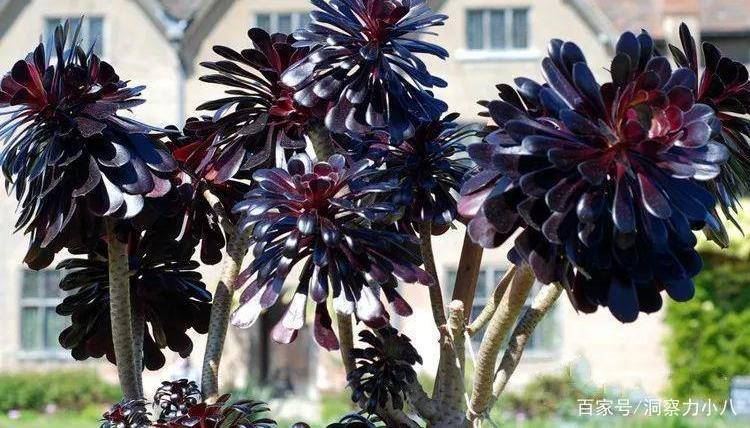 入秋养多肉 满足 一条件 憋出满头苞 独苗养成悬崖小老桩 植物 全网搜