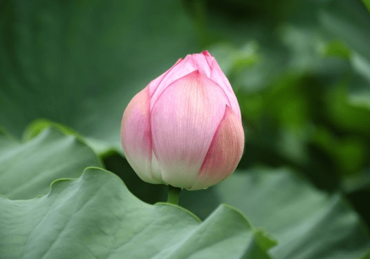 10月6日开始 紫气东来 4属相福星高照 财运越来越旺 心想事成 龙的 新闻时间