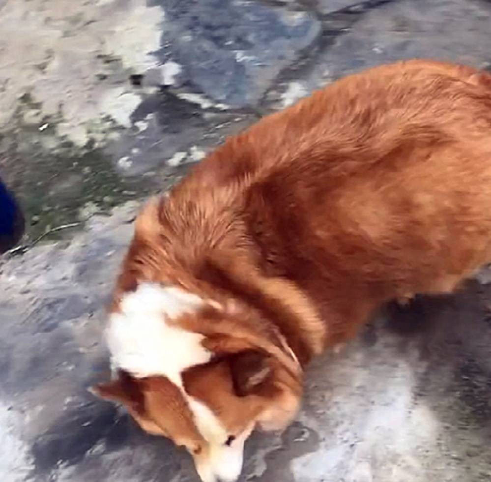 体重柯基太肥身体反应迟钝，被两只瘦狗欺负，网友：不许给猪染色……