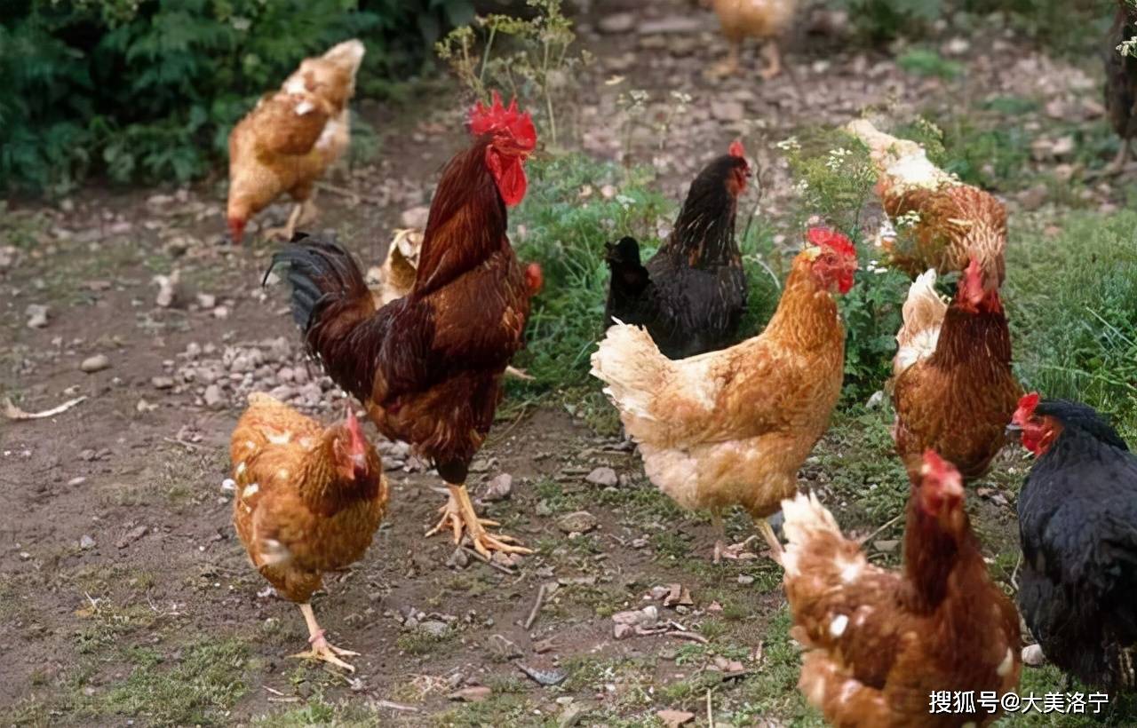 榛鸡养殖犯法吗 私人养几只野鸡犯法吗