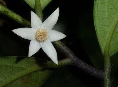 黑皮根图片黑皮根,中药材名.本品为番荔枝科植物陵水暗罗的根.