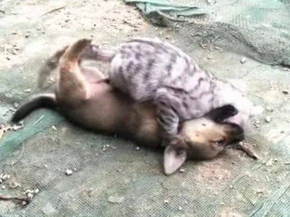 猫咪男子回家路上听到狗乱叫，以为有人偷狗，结果一看画面太尴尬！