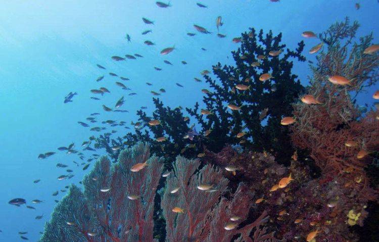到此一游｜探秘南太平洋的自然乐园，雨林、珊瑚礁惊喜不断