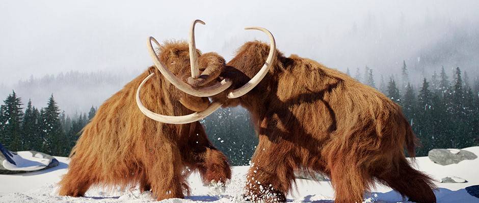 事实证明,他们发现了哥伦比亚猛犸象 ( mammuthus columbi )腿的一