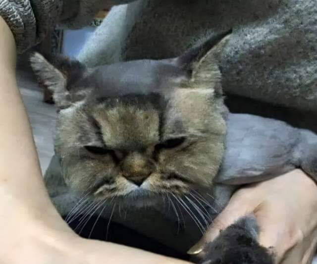 什么笑尿！网红加菲猫模样霸气又潦草，面包脸走出了十级飓风的样子？