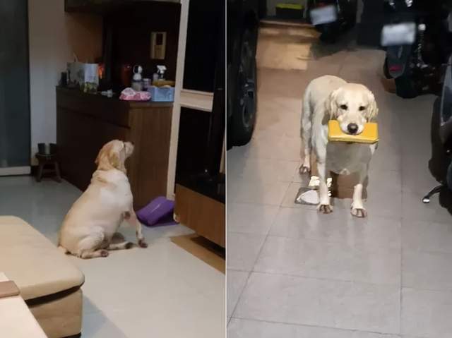 什么笑尿！网红加菲猫模样霸气又潦草，面包脸走出了十级飓风的样子？