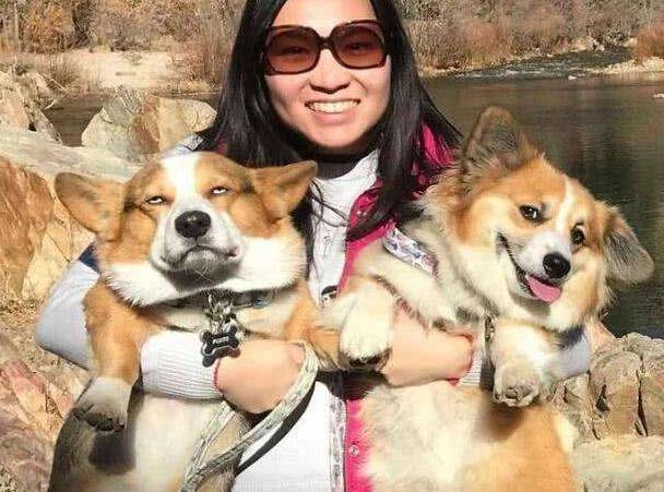 顿无养柯基犬，千万不要对它做这几件事，不利于它的健康！