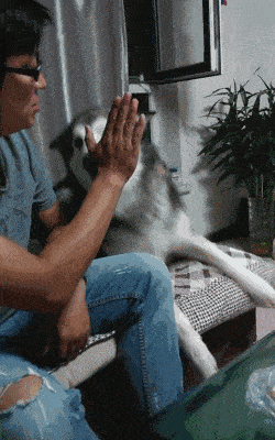 搞笑GIF趣圖:二哈，我是讓你給我擊掌，你怎麼打我呢？ 搞笑整蠱 第1张