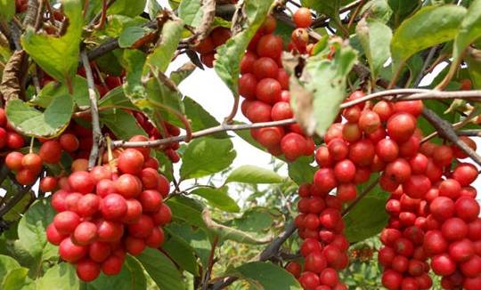 症状|5个信号的出现说明乙肝找上门了，别不注意，拖到肝硬化就晚了！