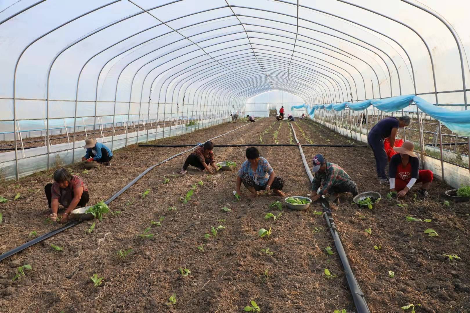 西二铺:特色果蔬种植富农民