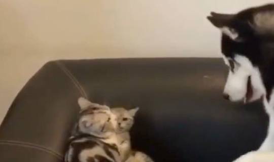 战斗力二哈打不过猫妈只好欺负小奶猫，结果被猫妈一巴掌打回原形