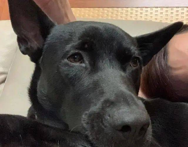 崩溃|这种零食千万别喂狗狗,避免悲剧重演,主人悔不当初