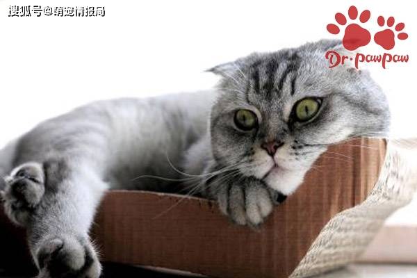 猫咪怎么样会得黄疸 41d99e3badc14a8386c1cda4785cd4e5.jpeg