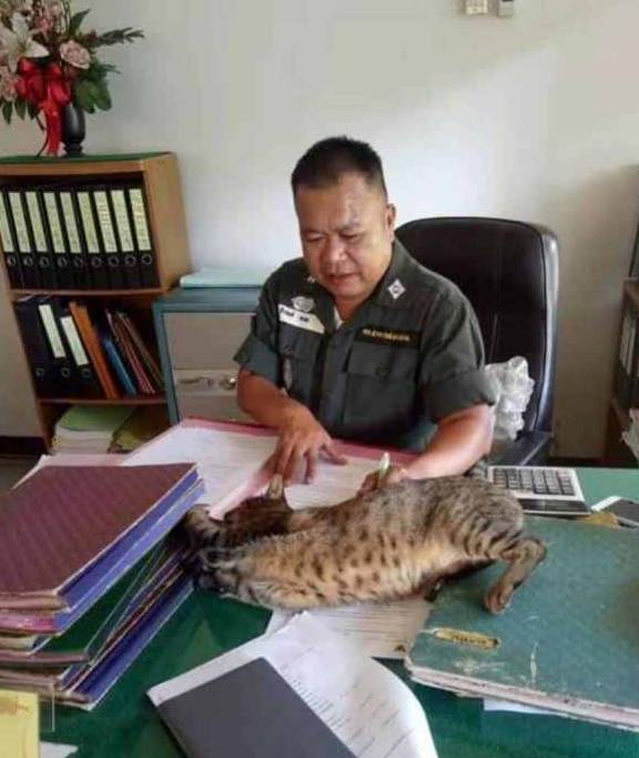 能力霸气猫主子明目张胆闯入警局，大喇喇躺办公桌睡觉，警官也很无奈