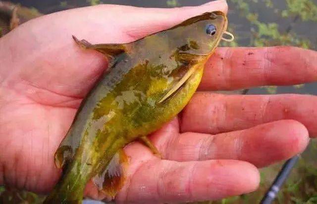 近期黄颡鱼大肚子病高发 发病要治 本 多是这个原因引起 饲料