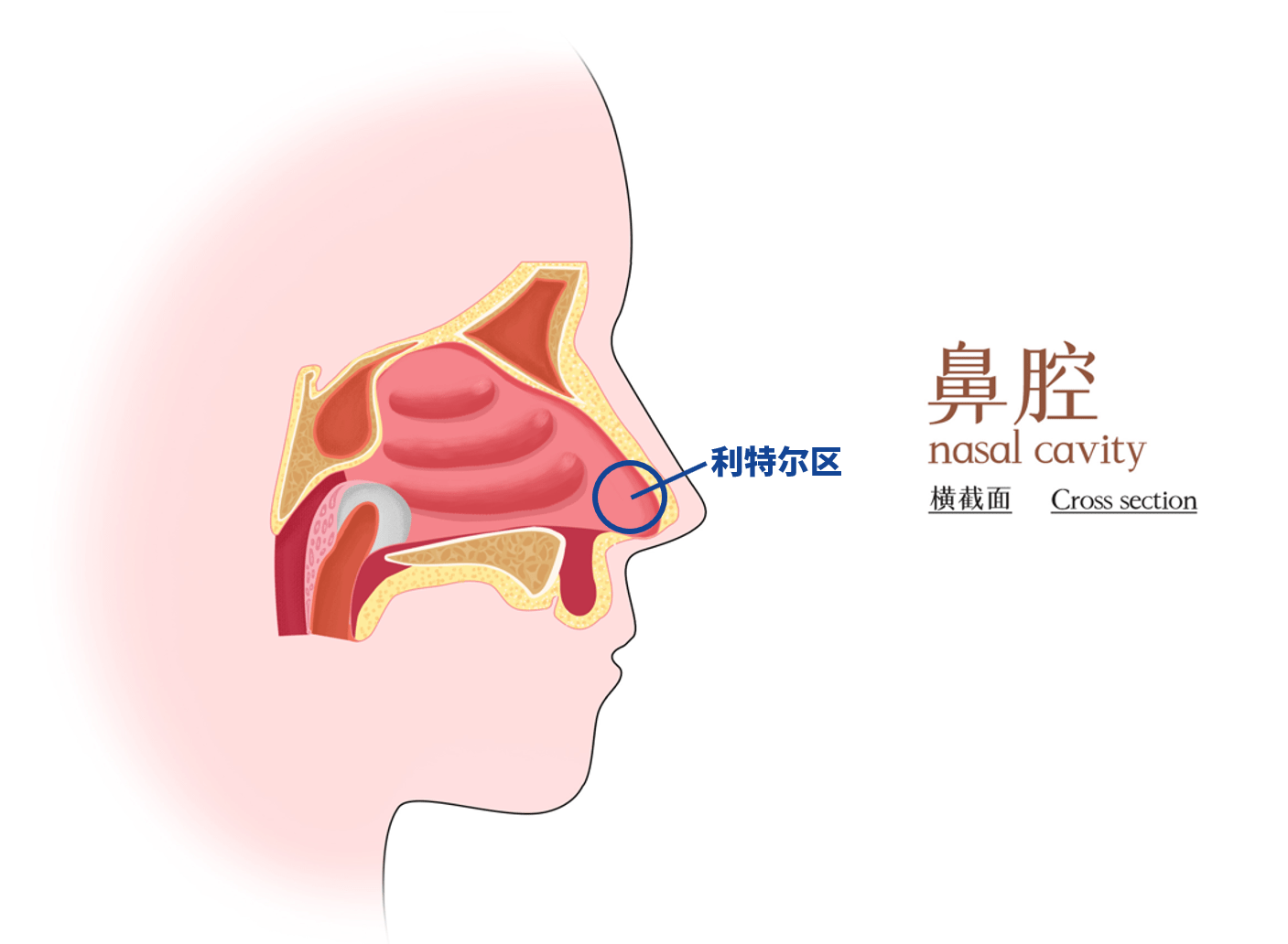 鼻出血时按压这里管用