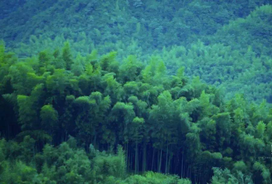 竹纤维助力中国竹产业创新发展