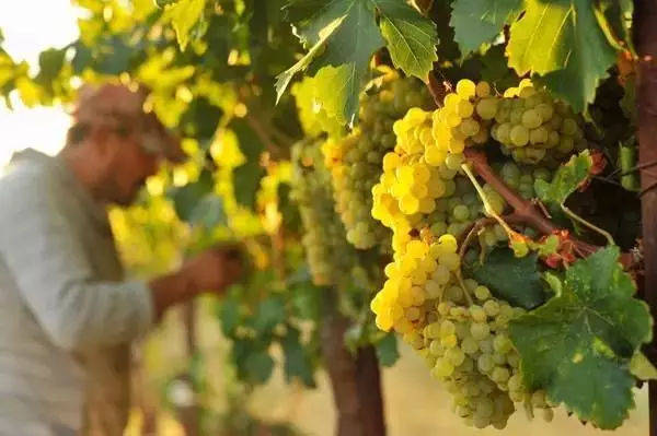 方法|“白葡萄酒”的酿造过程你知道吗?带图详细讲解,看完你也是行家