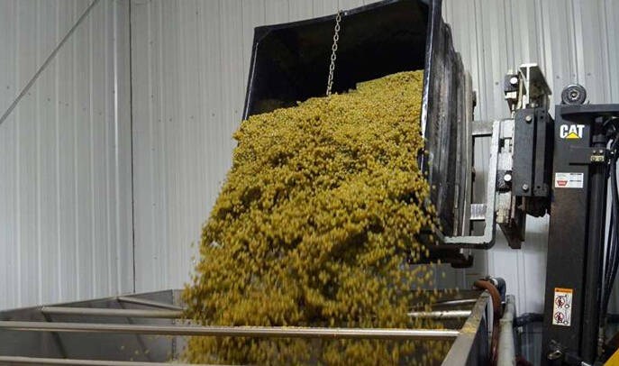 方法|“白葡萄酒”的酿造过程你知道吗?带图详细讲解,看完你也是行家