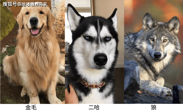 智商哈士奇还是看别人养更快乐