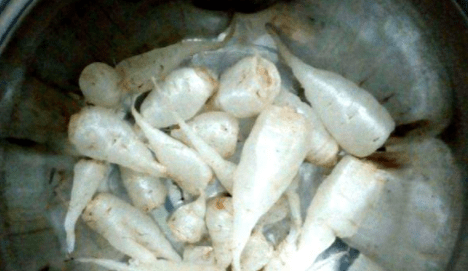 三叶草|农村一种野草“水晶萝卜”,若见到人采挖,别笑话:他可能是行家