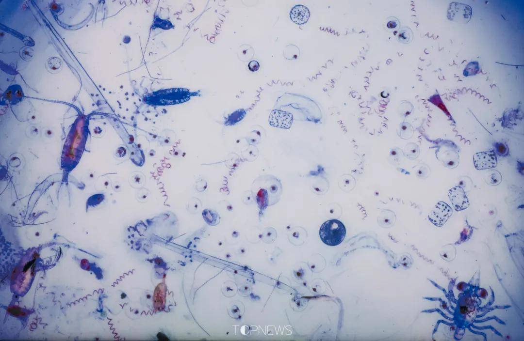 深藏BLUE！同济大学深海探索馆真的火了！