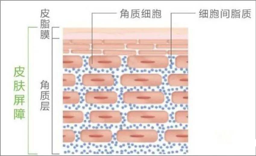 肤质秋季如何避免烂脸？？