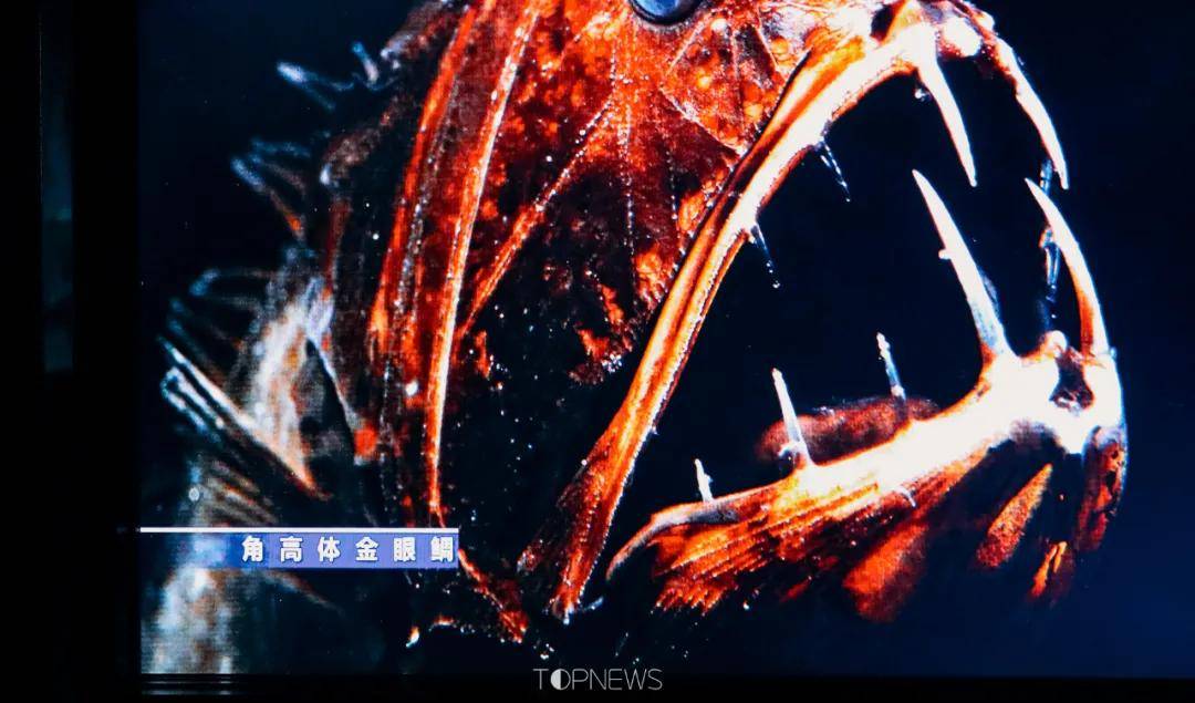 深藏BLUE！同济大学深海探索馆真的火了！