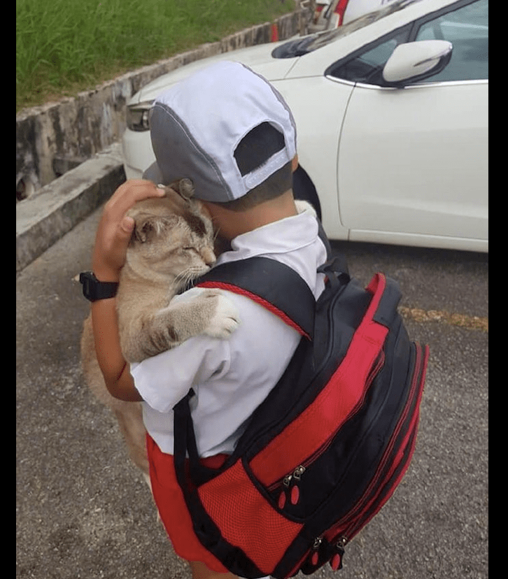 男孩要去上学了却不舍得猫咪,和它紧紧抱在一起,好暖心的场景!