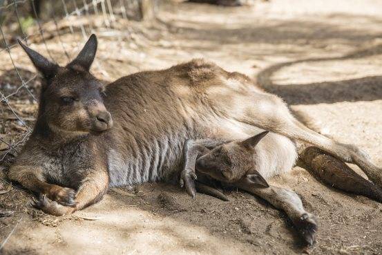 澳大利亚春季限定动物大赏之可爱的动物幼崽​