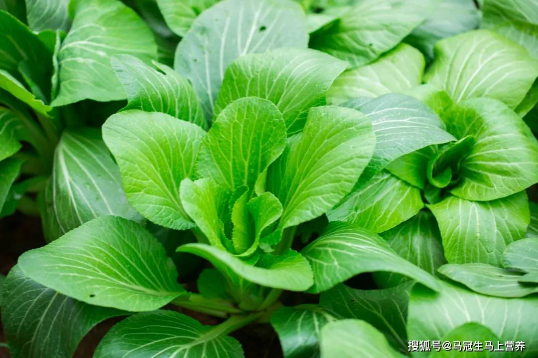 过程|“甲醛菜”伤肝伤肾还致癌？没必要太担心