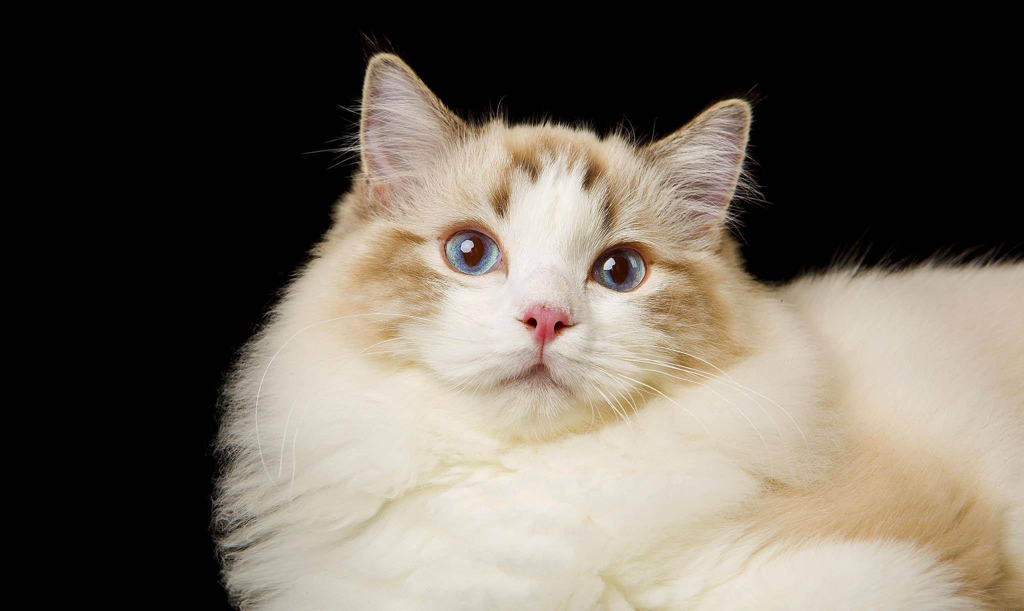 漂亮十二星座都适合养哪种猫，来看看你的