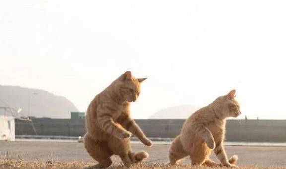 橘猫每天“练功健身”，小橘猫紧跟大橘步伐，师徒二喵像复制粘贴