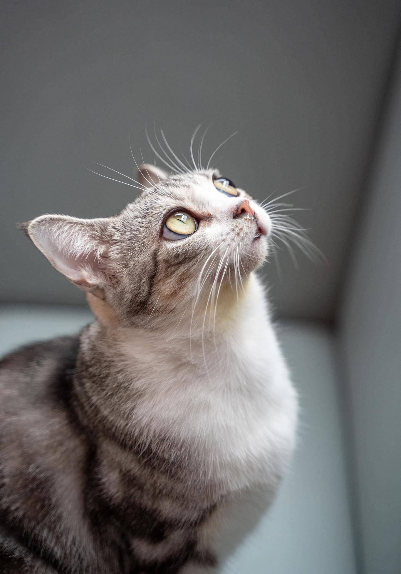 漂亮十二星座都适合养哪种猫，来看看你的