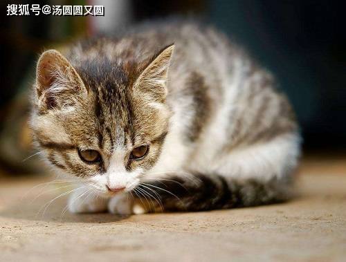 猫咪吐不出毛球怎么办