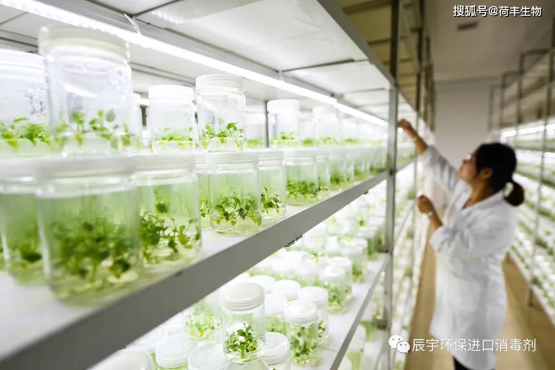 植物组织培养过程中微生物污染原因分析及灭菌方法