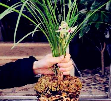 方法|牛人养花从不施肥,往盆里“撒”1斤零食,根系旺盛,开花不断!