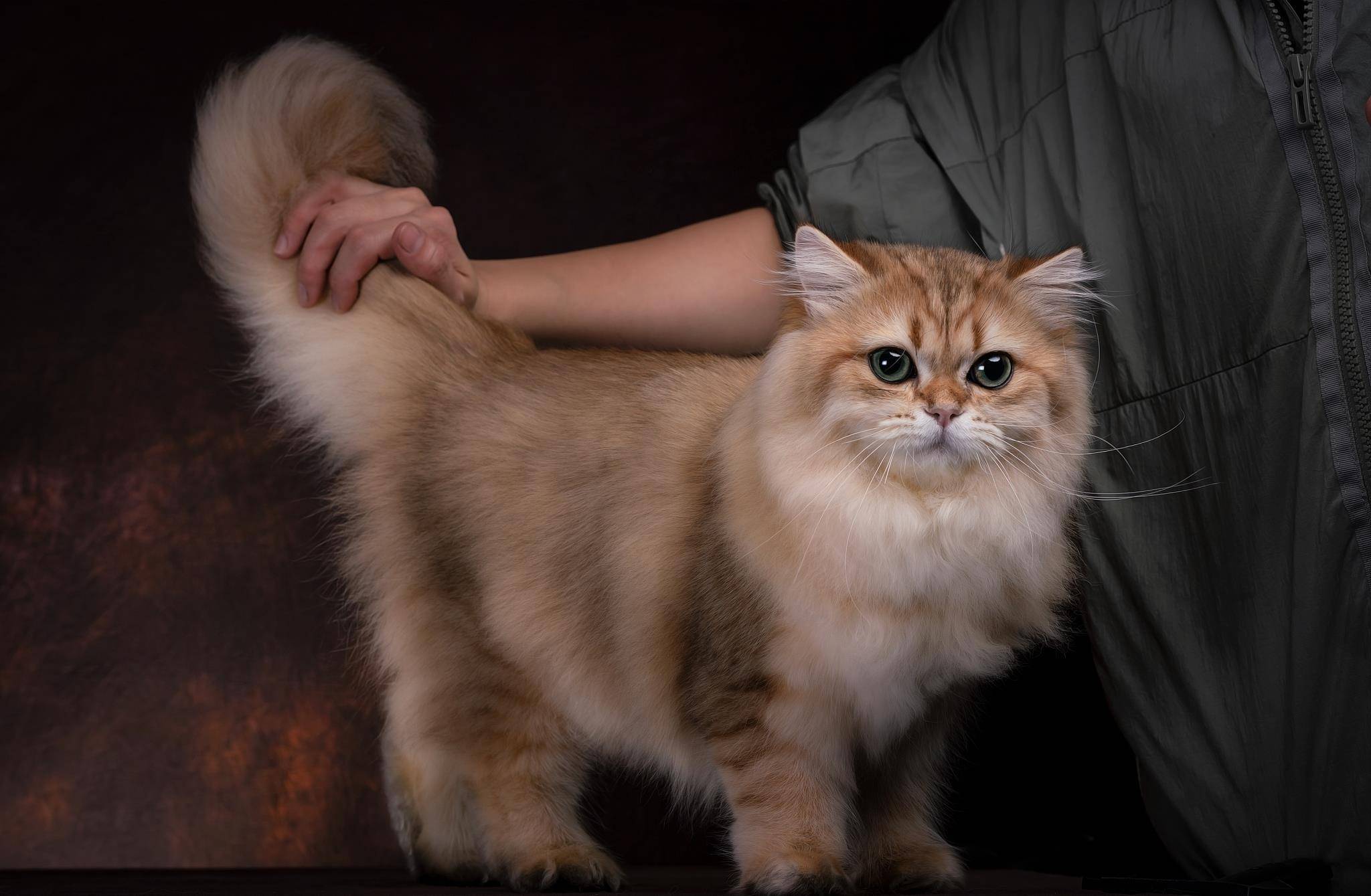 漂亮十二星座都适合养哪种猫，来看看你的