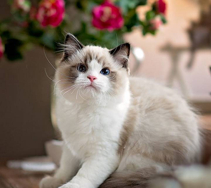 布偶猫长胸毛啦，莫名觉得好撩怎么办，网友：我的心上猫哇_长肉- 全网搜