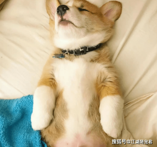 安全感若你家柯基是这样睡觉的，那它肯定很喜欢你
