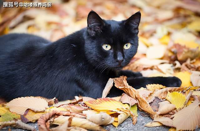 黑猫招邪还是辟邪?来看看世界各地关于黑猫的说法能有多离谱_猫咪