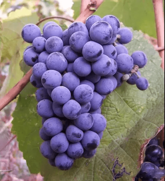 味蕾|别卡速：Z40 英雄本色干红|征服你的味蕾