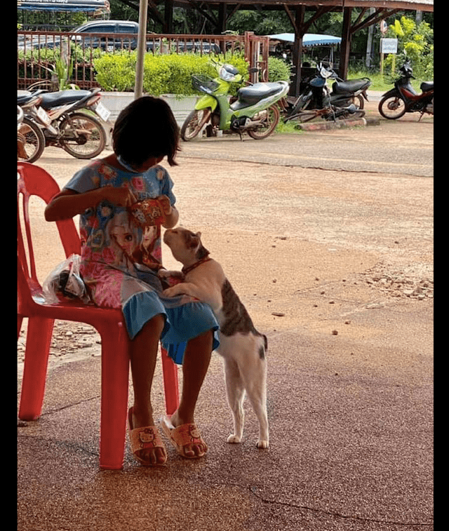 什么|猫咪看到小女孩手里拿着零食,它就不自觉地走了过来:你看着办吧